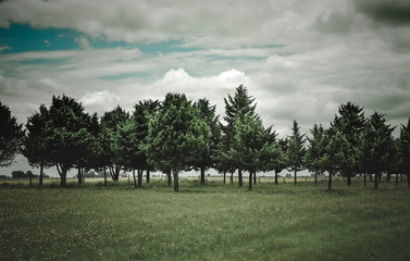 Flowery landscape in the plain, La Pampa, Patagonia, Argentina