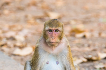 Monkey in Thailand.9
