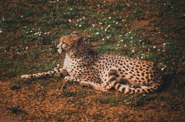 Nice portrait of a cheetah. Animal