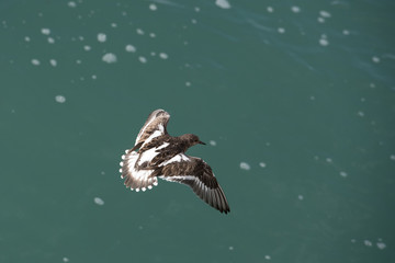 turnstone in flight