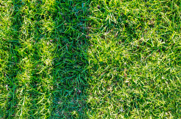 Cesped verde en el jardín de primavera