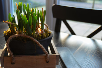 table with plant and chair