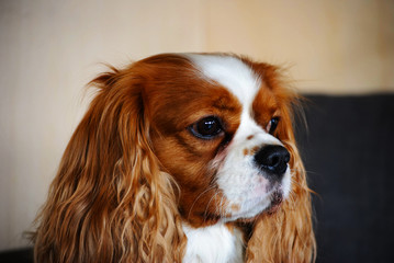 cavalier king charles spaniel