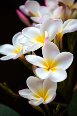 Flower branch of white plumeria