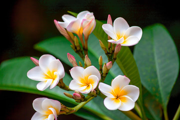 Flower branch of white plumeria with green leaves
