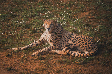 Nice portrait of a cheetah. Animal
