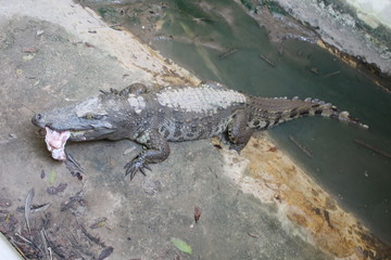 lizard on a rock