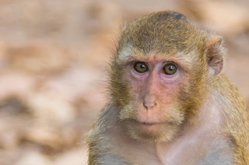 Monkey in Thailand.11
