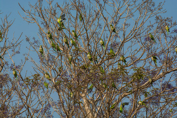 Parakeet,feeding on wild fruits, La Pampa, Patagonia, Argentina