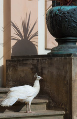 the most beautiful white peackok bird © Aleksandra