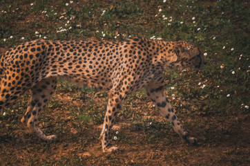 Nice portrait of a cheetah. Animal