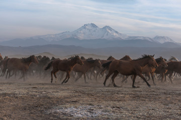 Wild herd of horses passing through the mountain