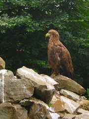 Yalta zoo in Crimea Brown eagle bird