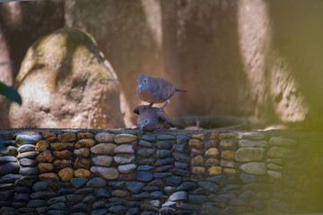 zebra dove birds pair flirtation in a formal garden, amorous foreplay for the reproduction