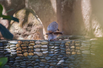 zebra dove birds pair flirtation in a formal garden, amorous foreplay for the reproduction