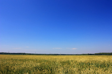 Fototapeta premium Blue sky over green field