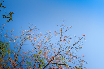 Beautiful pink trumpet (Tabebuia rosea) flowers on tree with branches and leaves with blue sky background. Tabebuia rosea is a Pink Flower tree that common named Pink trumpet tree, Rosy trumpet tree.