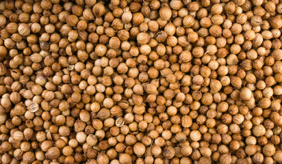 coriander seeds background. Natural seasoning texture.