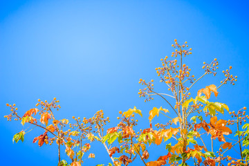 Red leaves and yellow young bud of silk-cotton tree flower (Cochlospermum religiosum) with blue sky background and copy space for text. Cochlospermum religiosum, is also known as buttercup tree.