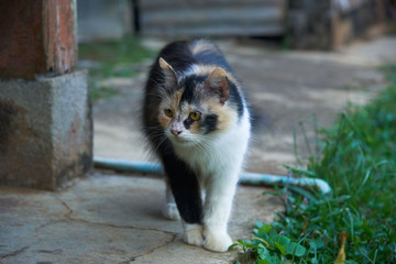 A beautiful cat walking near an old house