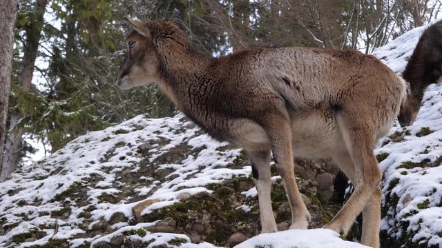 fallow deer in the forest