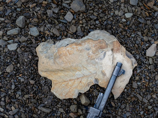 Stone with fossil leaves and old rifle on the way to Longyear glacier. Svalbard, Norway