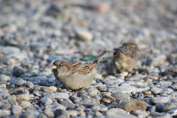 sparrows on pebbles