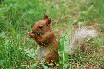 squirrel eating nut