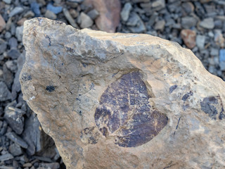 Stone with fossil leaves on the way to Longyear glacier. Svalbard, Norway