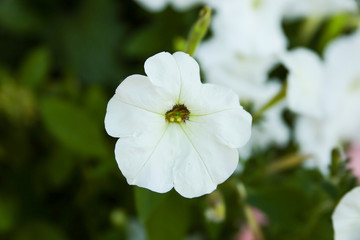 white flower