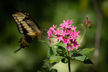 Papilio thoas, the king swallowtail butterfly on pink flowers with green vegetation background.