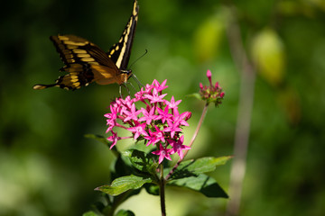 Summer garden scene: Thoas Swallowtail Butterfly on pink flowers.