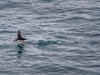 Atlantic cute puffin on the cold ocean, Svalbard, Norway