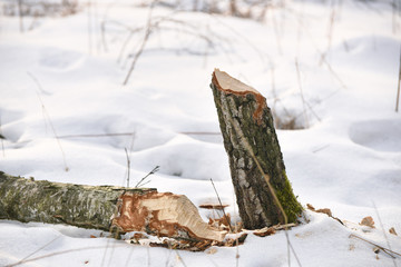 bobrowe drzewo © PAWEL