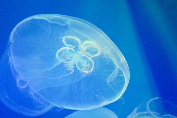 jellyfish close-up on blue background