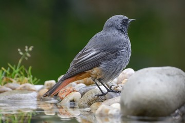 The male black redstart ( Phoenicurus ochruros) on stones. East Moravia. Europe.