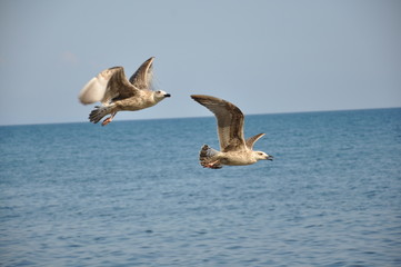 Fototapeta premium gull in flight
