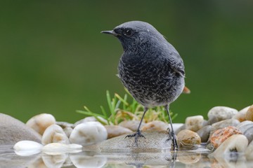 The male black redstart ( Phoenicurus ochruros) on the stones by the water. East Moravia. Europe.
