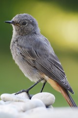 The young black redstart - Phoenicurus ochruros on the quartz stones. East Moravia. Europe.
