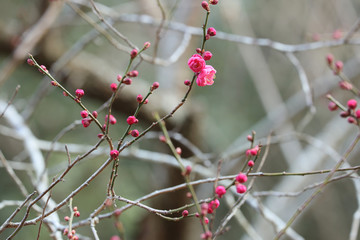 春の梅園,