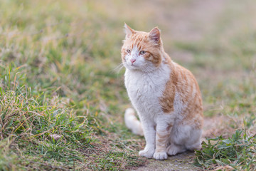 portrait of a cat riding against a background of green grass. male orange cat sitting and standing in the yard against a green lawn background.