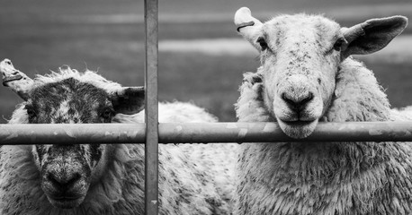 sheep by a gate