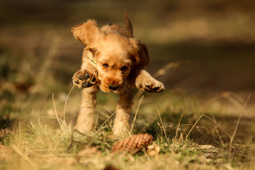 A portrait picture of a cute small puppy of a cocker spaniel during a walk in the woods. He is happy and satisfied. 