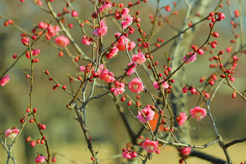 紅梅咲く