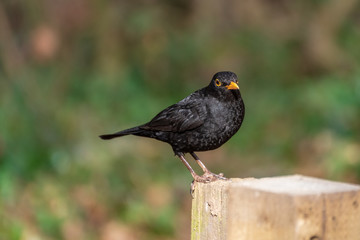 Wild Birds - Blackbird