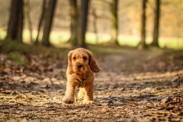 A portrait picture of a cute small puppy of a cocker spaniel during a walk in the woods. He is happy and satisfied. 