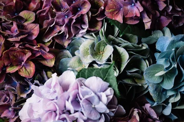 Foto op Plexiglas anti-reflex Beautiful colourful, purple, blue, green, blossoming hydrangea flower horizontal texture © anastasianess