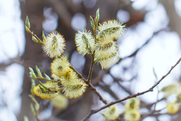 blooming branch of fluffy willow in the forest, festive spring background