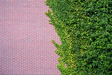 Texture, pattern, background, autumn. Garden Wild Grapes With Autumn Leaves On red Brick Wall. Wild grape on the wall of an old building. Golden autumn. Wild grapes on old brick wall as background