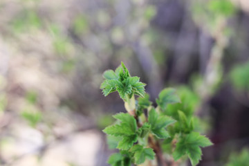New green leaves on the branch. Spring time